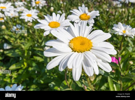 bigdaisy